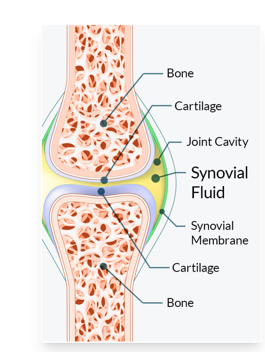 Joint Genesis Blood Sugar Support